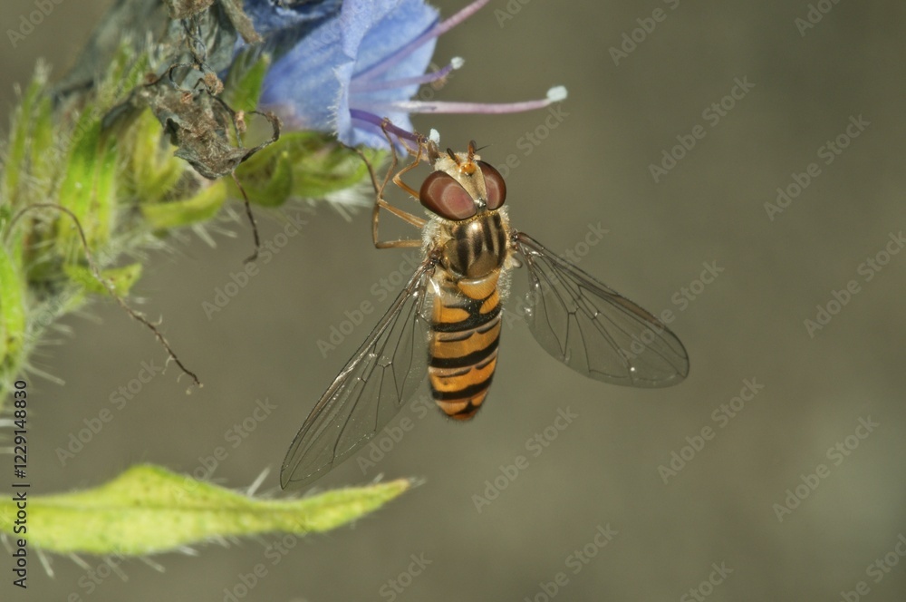 Naklejka premium Marmalade hoverfly (Episyrphus balteatus) female, looking for nectar on Viper's Bugloss or Blueweed (Echium vulgare), Baden-Württemberg, Germany, Europe