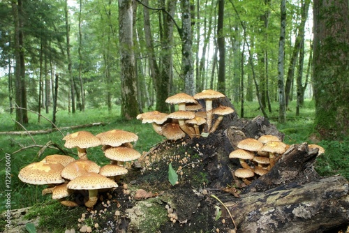 Shaggy Pholiota (Pholiota squarrosa), Allgaeu, Bavaria, Germany, Europe photo