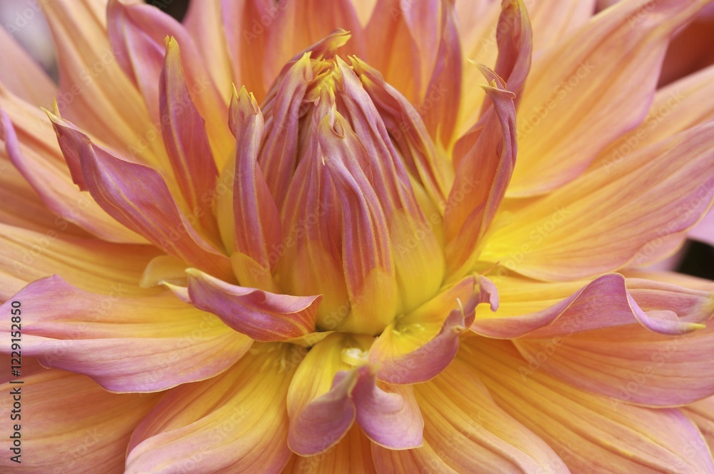 Dahlia (Dahlia hybrida) Dahlia (Dahlia hybrida)