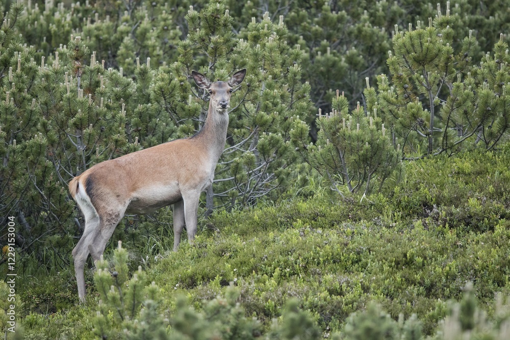 Red deer (Cervus elaphus), female, doe, Stubai Valley, Tyrol, Austria, Europe Red deer (Cervus elaphus), female, doe, Stubai Valley, Tyrol, Austria, Europe