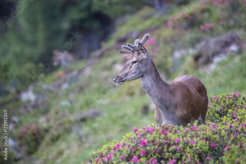 Red deer (Cervus elaphus), young deer with velvet antlers stands between Alpenrose (Rhododendron ferrugineum) in mountainous landscape, Stubai Valley, Tyrol, Austria, Europe photo