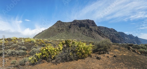 Indian fig opuntias (Opuntia ficus-indica) in a barren volcanic landscape, behind mountains of the Acantilado de los Gigantes, steep coast of Los Gigantes, near Punta de Teno, Tenerife, Canary Islands, Spain, Europe photo