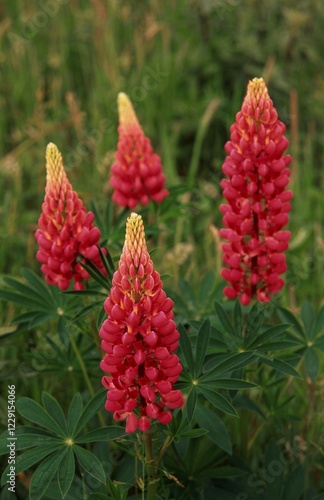 Lupines / (Lupinus spec.)