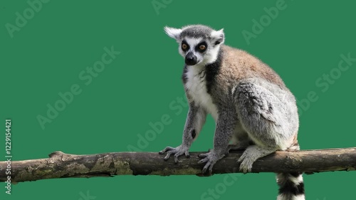 lemur opens closes mouth on green screen