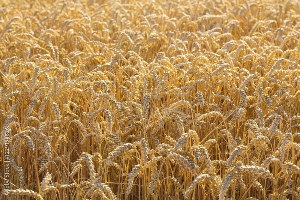 Wheatfield, wheat (Triticum aestivum), ripe ears of wheat, Saxony, Germany, Europe Wheatfield, wheat (Triticum aestivum), ripe ears of wheat, Saxony, Germany, Europe