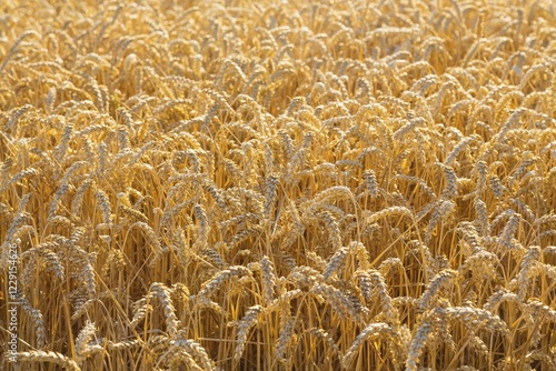 Wheatfield, wheat (Triticum aestivum), ripe ears of wheat, Saxony, Germany, Europe photo