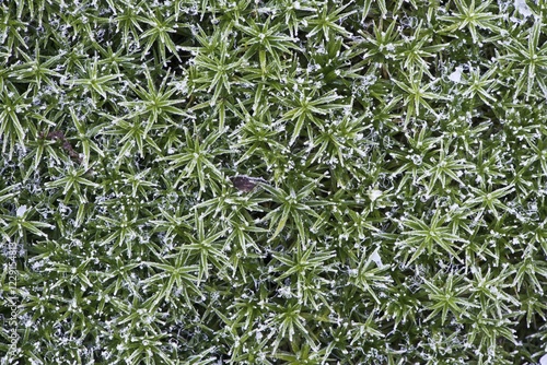 Great Goldilocks (Polytrichum commune) with hoarfrost, Lower Saxony, Germany, Europe photo