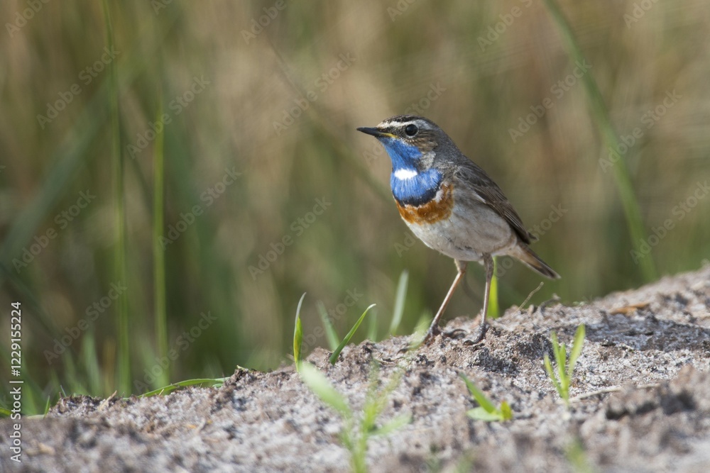 Fototapeta premium Bluethroat (Luscinia svecica), Emsland, Lower Saxony, Germany, Europe