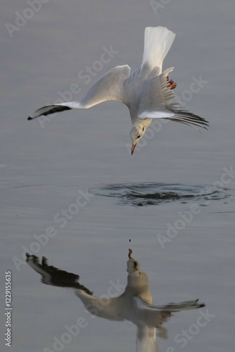 Black-headed gull (Larus ridibundus) fishing for prey, reflection, Schleswig-Holstein, Germany, Europe photo