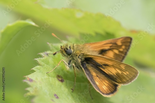 Large skipper (Ochlodes venatus) on a leaf, South Wales, United Kingdom, Europe photo