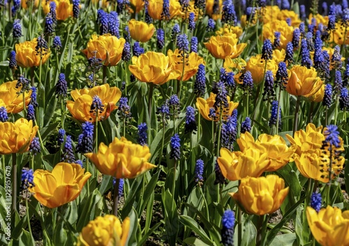 Yellow tulips and blue grape hyacinth in a bed in the park, Berlin, Germany, Europe photo