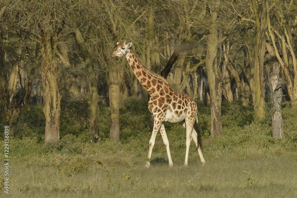 Obraz premium Rothschild Giraffe or Ugandan Giraffe (Giraffa camelopardalis rothschildi), Lake Nakuru National Park, near Nakuru, Rift Valley Province, Kenya, Africa
