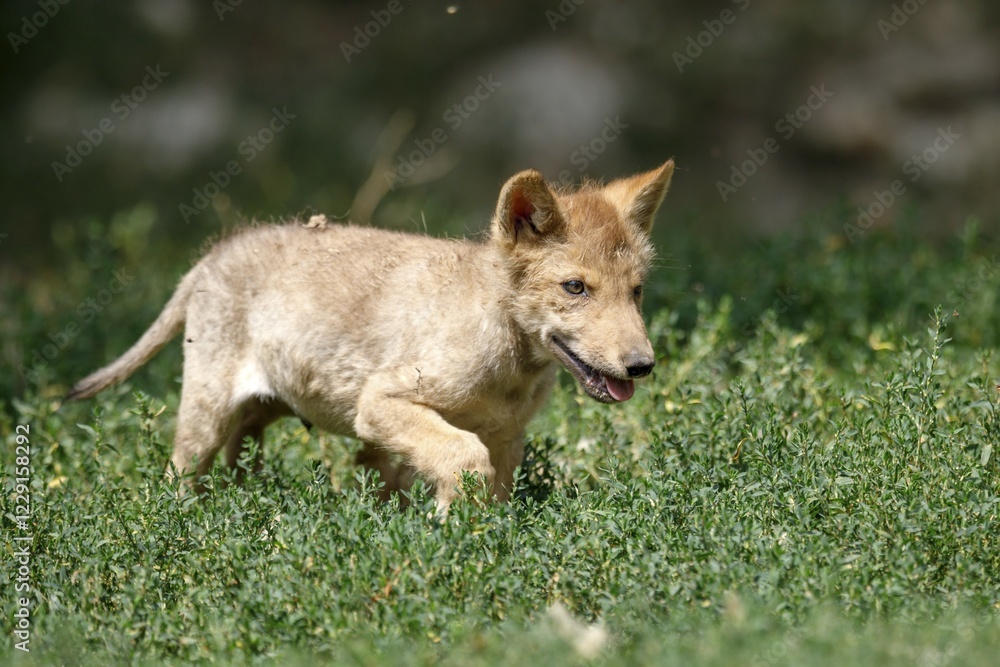 Fototapeta premium Algonquin wolf (Canis lupus lycaon), puppy runs in the grass, captive, Germany, Europe