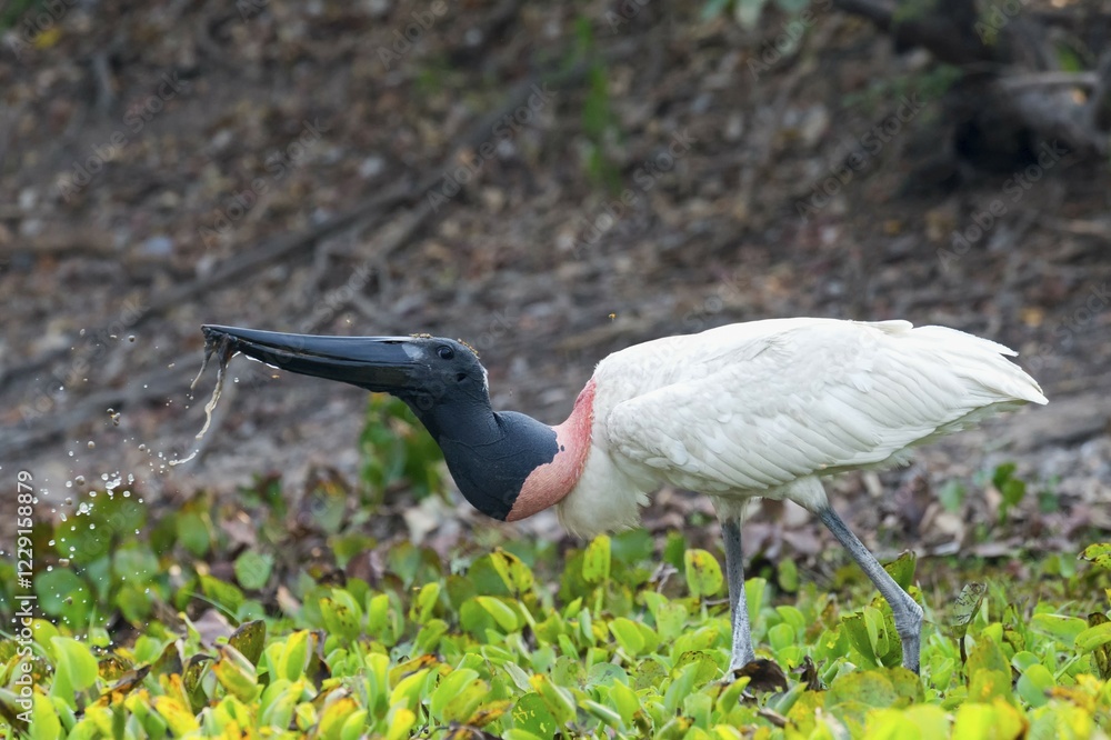 Naklejka premium Jabiru (Jabiru mycteria), drinking, Pantanal, Mato Grosso, Brazil, South America