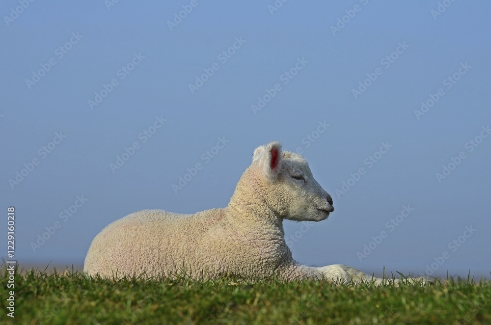 Obraz premium Lamb, domestic sheep (Ovis gmelini aries) sits on dike, Westerhever, Schleswig-Holstein, Germany, Europe