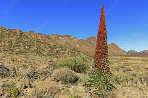 Flowering Echium wildpretii (Echium wildpretii), Las Cañadas del Teide National Park, Tenerife, Canary Islands, Spain, Europe photo