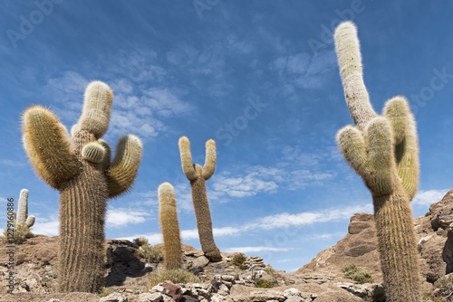 Isla Incahuasi with centuries-old cacti (Echinopsis atacamensis), in the salt lake Salar de Uyuni, Uyuni, Potosí, Bolivia, South America photo