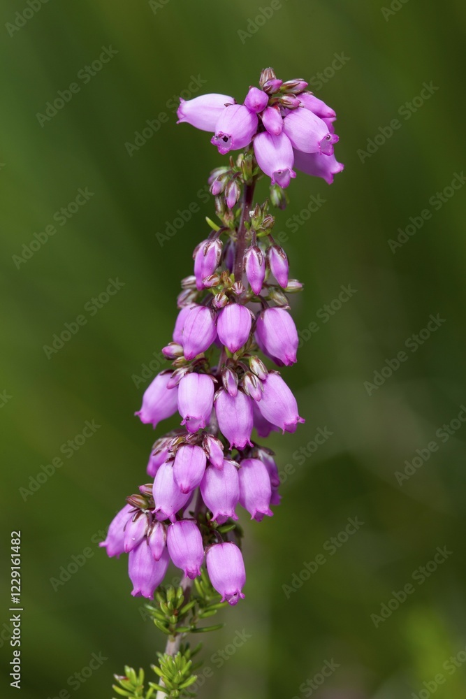 Heather-bell (Erica cinerea 'Rosi') Heather-bell (Erica cinerea 'Rosi')