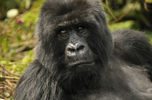 Mountain Gorilla (Gorilla beringei beringei) from the Hirwa group at the foot of the Gahinga Volcano, Parc National des Volcans, Volcanoes National Park, Rwanda, Africa photo