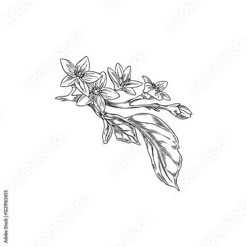 Vector illustration of monochrome sketch of bergamot tree branch with flowers and leaves.