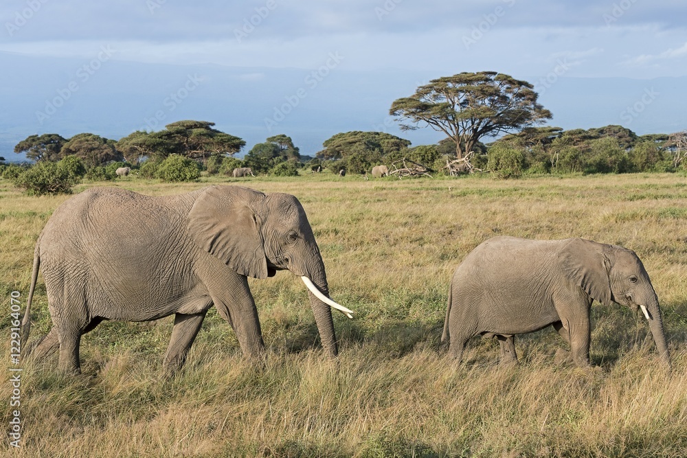 Obraz premium African elephants (Loxodonta africana), elephant cow with young animal, Amboseli National Park, Kenya, Africa