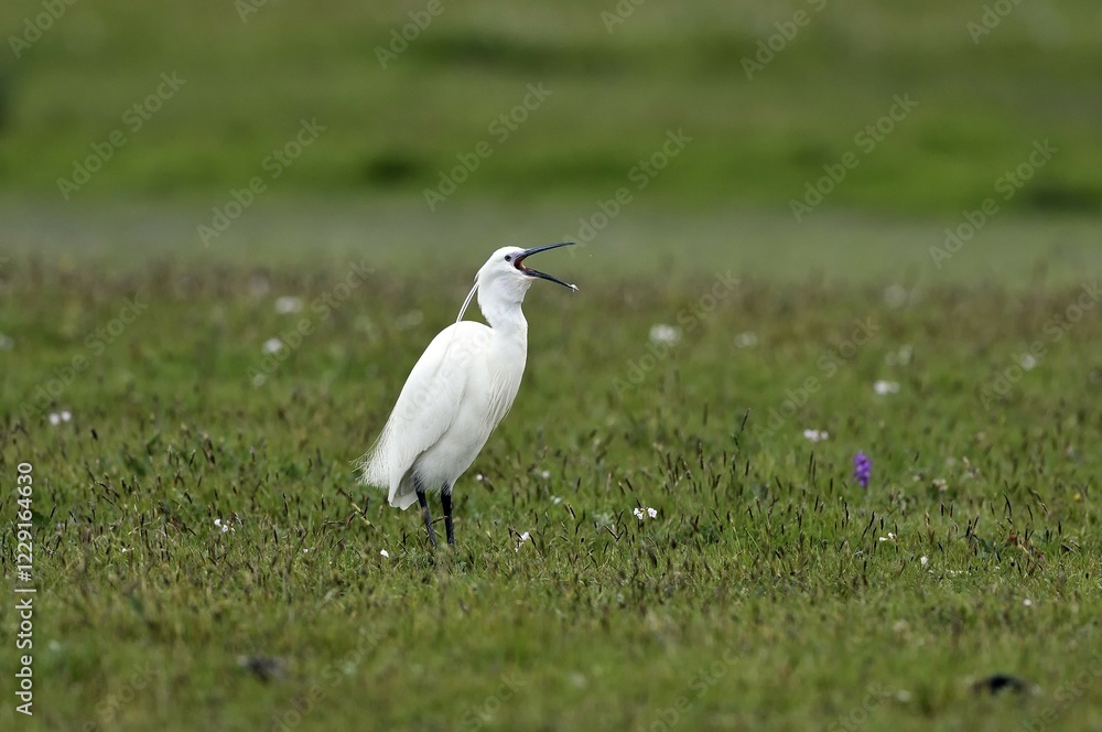 Little egret (Egretta garzetta) with open beak, Texel, North Holland, Netherlands