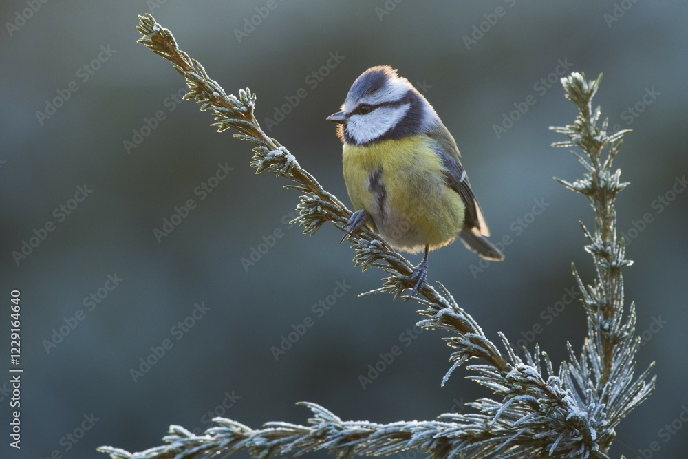 Obraz premium Blue tit (Parus caeruleus), sits on a branch with hoarfrost, Emsland, Lower Saxony, Germany, Europe