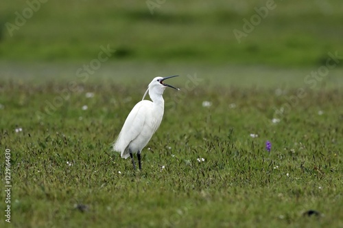 Obraz na płótnie Little egret (Egretta garzetta) with open beak, Texel, North Holland, Netherlands w salonie