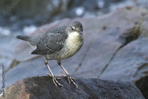 Bild auf Leinwand White-throated Dipper (Cinclus cinclus), young bird, sitting on stone, Hesse, Ge