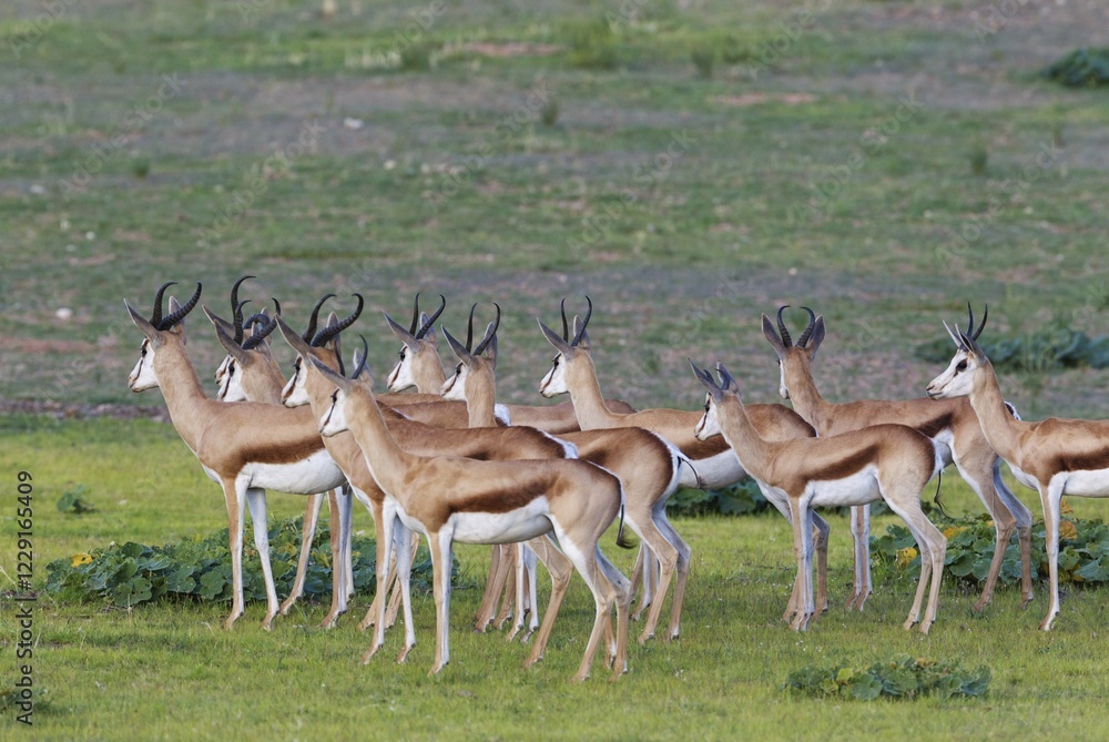 Springboks (Antidorcas marsupialis), herd attentively watch, during the rainy season in green surroundings, Kalahari Desert, Kgalagadi Transfrontier Park, South Africa, Africa Springboks (Antidorcas marsupialis), herd attentively watch, during the rainy season in green surroundings, Kalahari Desert, Kgalagadi Transfrontier Park, South Africa, Africa