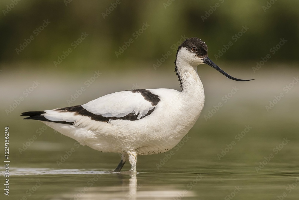 Pied Avocet (Recurvirostra avosetta), standing in water, Bács-Kiskun, Hungary, Europe Pied Avocet (Recurvirostra avosetta), standing in water, Bács-Kiskun, Hungary, Europe