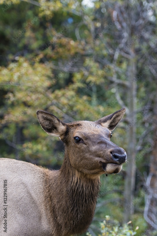 Wapiti, Elk (Cervus canadensis), doe, Banff National Park, Canadian Rockies, Alberta Province, Canada, North America Wapiti, Elk (Cervus canadensis), doe, Banff National Park, Canadian Rockies, Alberta Province, Canada, North America