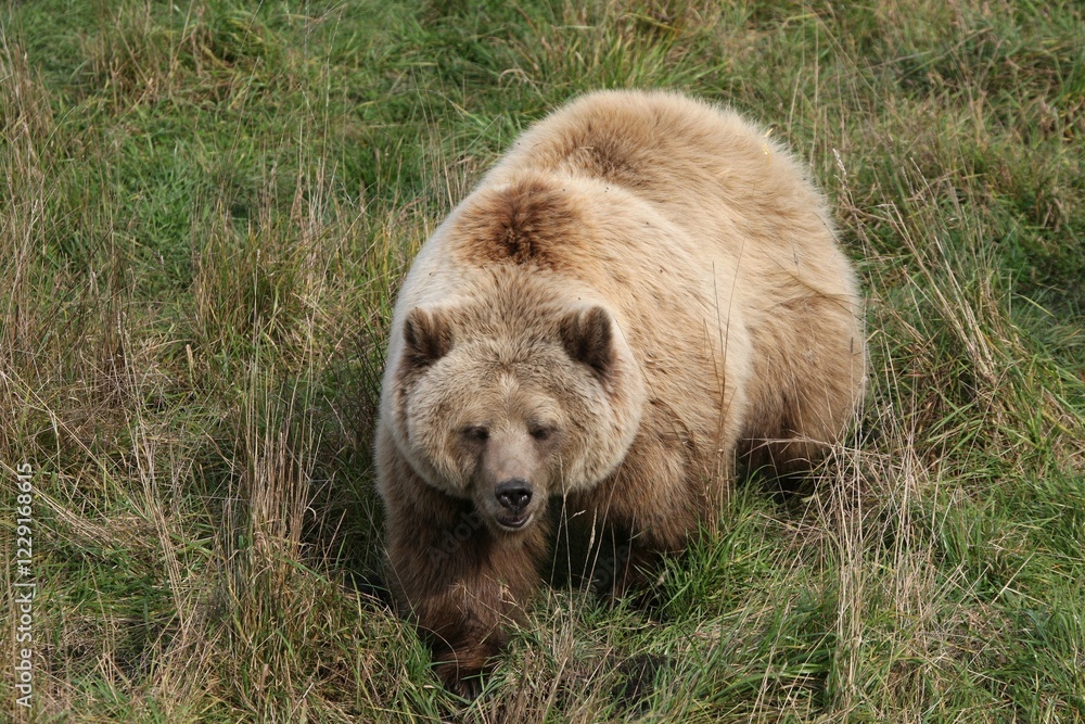Obraz premium Brown Bear (Ursus arctos), in an enclosure, Germany, Europe