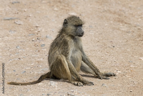 Yellow baboon (Papio cynocephalus), adult, sitting on the floor, Amboseli National Park, Kenya, Africa photo