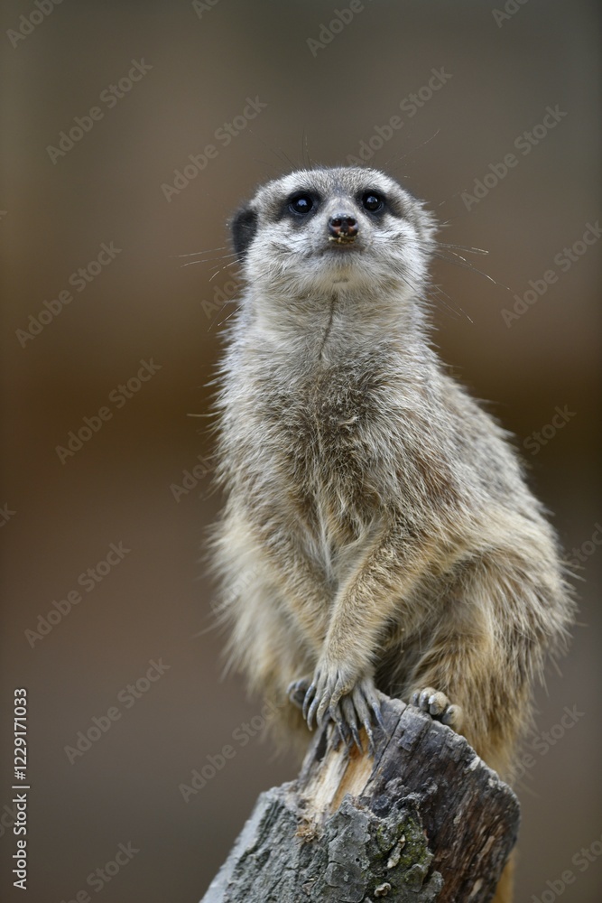 Fototapeta premium Meerkats (Suricata suricatta), kitten, vigilant, captive