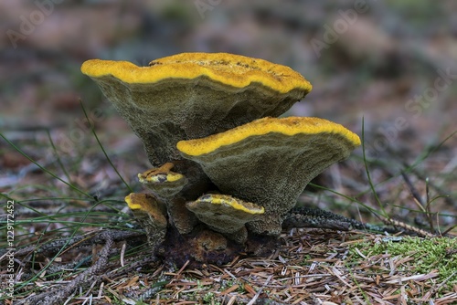 Velvet-top fungus, dyer's polypore, or dyer's maze gill (Phaeolus spadiceus), Henne, Region of Southern Denmark, Denmark, Europe photo