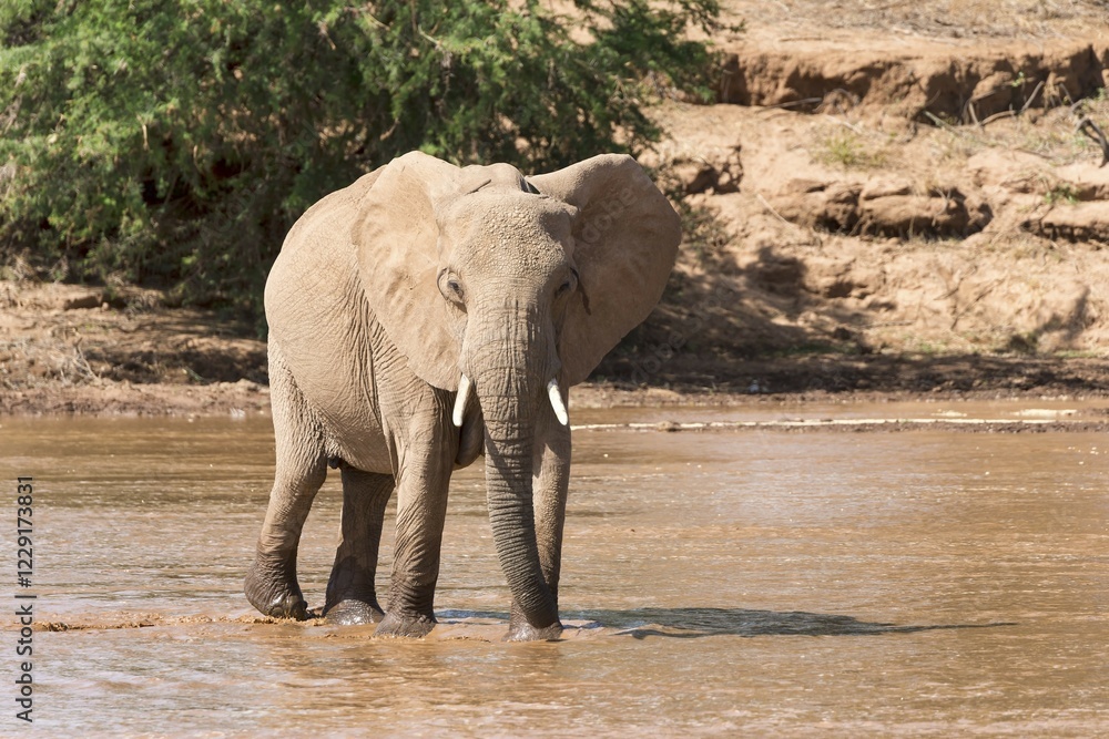 Fototapeta premium African Elephant (Loxodonta africana) crossing a river, Samburu National Reserve, Kenya, Africa