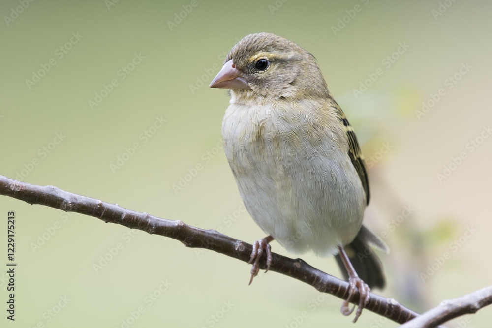 Red fody (Foudia madagascariensis) female, Praslin, Seychelles, Africa Red fody (Foudia madagascariensis) female, Praslin, Seychelles, Africa