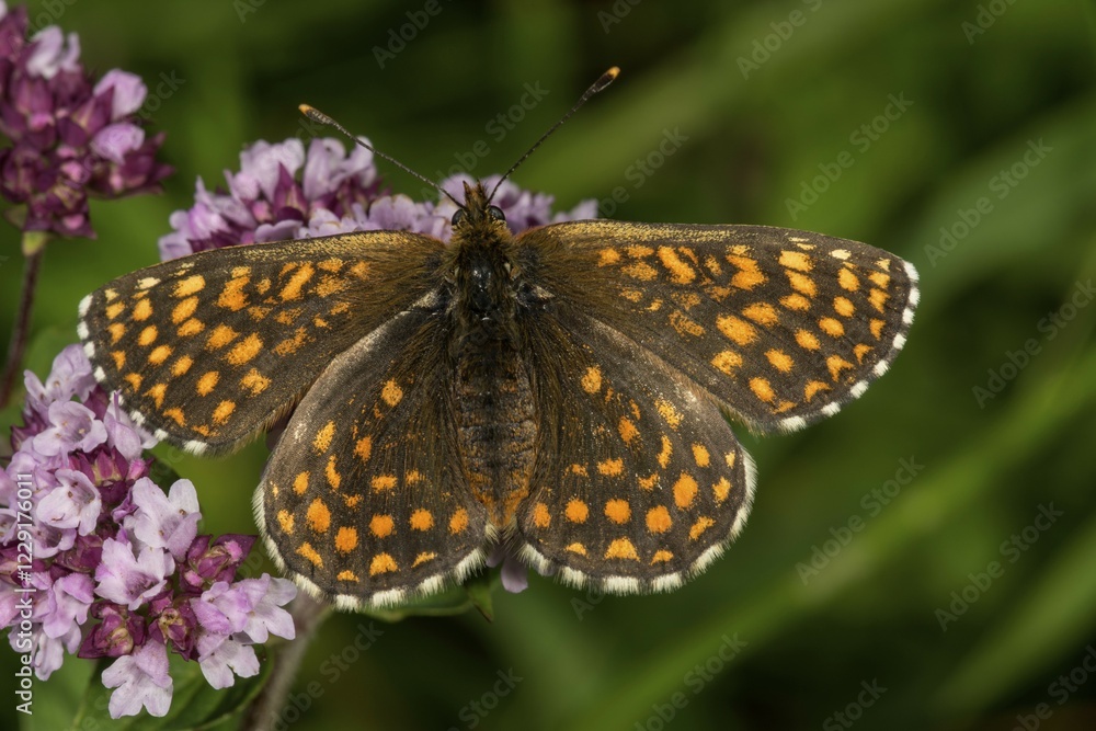 Fototapeta premium Heath fritillary (Mellicta athalia) on wild thyme (Thymus serpyllum), Baden-Württemberg, Germany, Europe