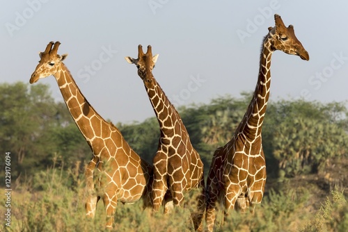 Schilderij op canvas Reticulated giraffes (Giraffa reticulata camelopardalis), Samburu National Reser