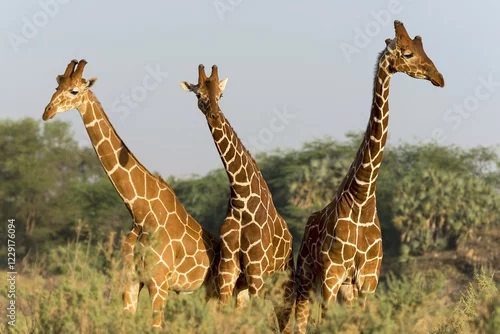 Fototapeta Reticulated giraffes (Giraffa reticulata camelopardalis), Samburu National Reserve, Kenya, Africa