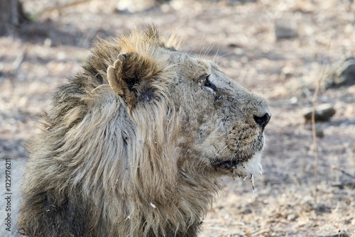 Asiatic lion (Panthera leo persica) in dry forest, Gir Forest National Park, Gujarat, India, Asia photo