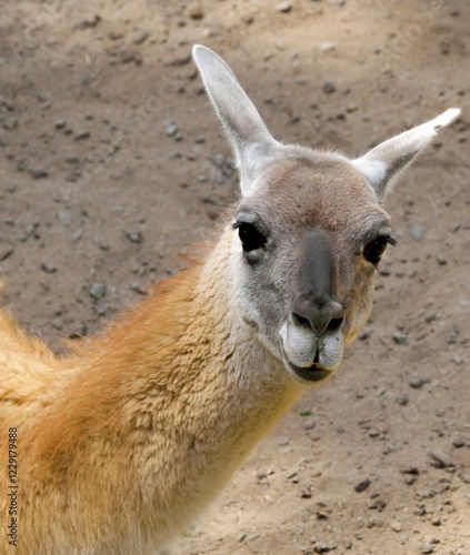 Guanaco (Lama guanicoe), animal portrait, captive, Germany, Europe photo