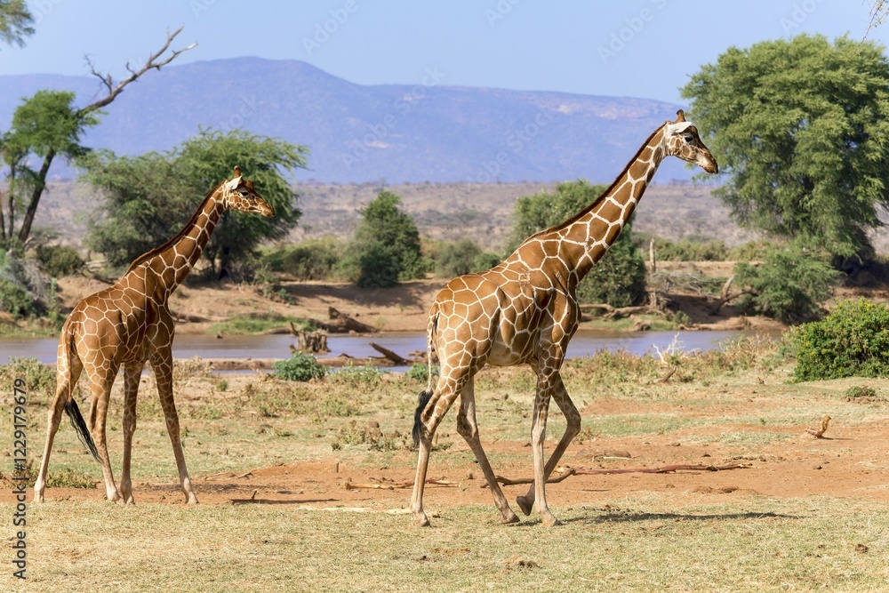 Obraz premium Reticulated giraffe or Somali giraffes (Giraffa reticulata camelopardalis) running along river, Samburu National Reserve, Kenya, Africa