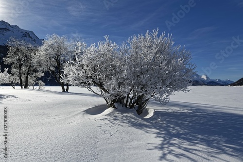 Trees with hoarfrost on the frozen Silvaplana Lake, Silvaplana, Upper Engadine, Canton Graubünden, Switzerland, Europe photo