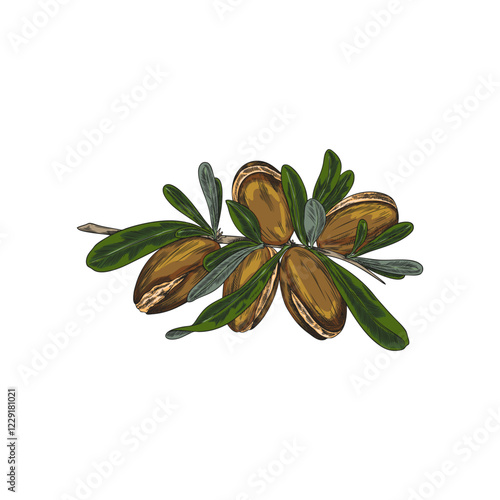 Argan tree branch with leaves and nuts sketch, vector hand drawn natural oil stone fruit, cosmetic and medical plant