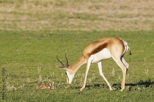 Springboks (Antidorcas marsupialis), ewe with newborn lamb, during the rainy season in green surroundings, Kalahari Desert, Kgalagadi Transfrontier Park, South Africa, Africa photo