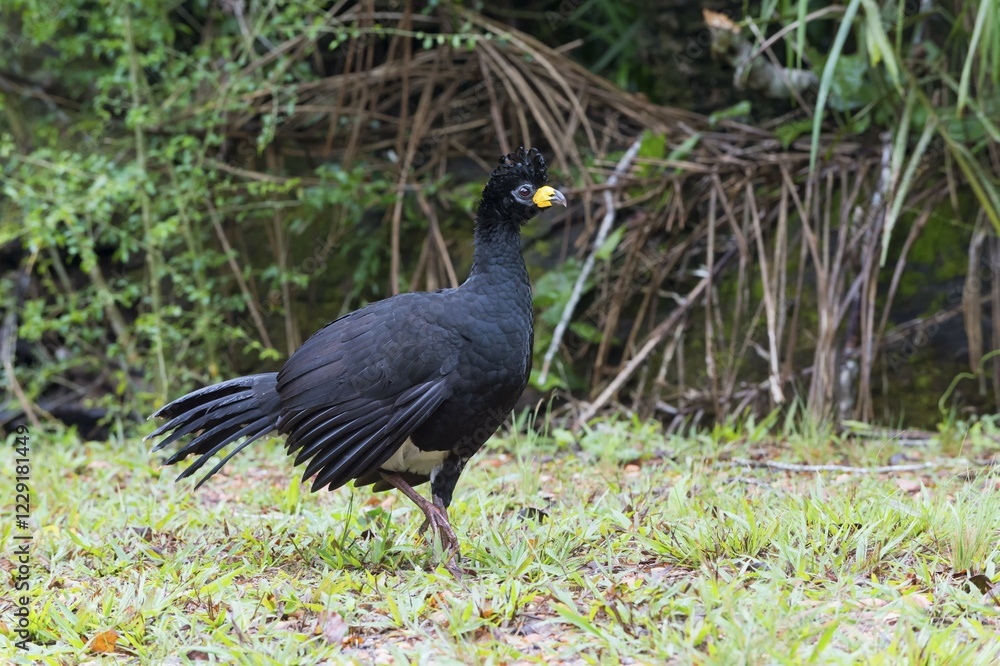 Fototapeta premium Bare-faced Curassow (Crax fasciolata), male, Mato Grosso do Sul, Brazil, South America