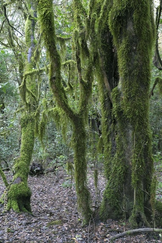 Moss-covered trees in the laurel forest, Garajonay National Park, La Gomera, Canary Islands, Spain, Europe photo