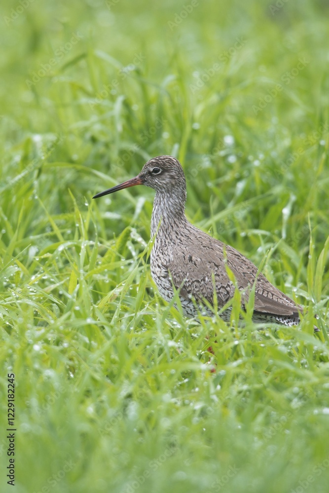 Fototapeta premium Redshank (Tringa totanus) standing in meadow with dewdrops, Emsland, Lower Saxony, Germany, Europe